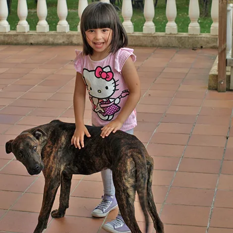 Adiestramiento de perros en Salamanca